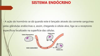 - A ação do hormônio se dá quando este é lançado através da corrente sanguínea
pelas glândulas endócrinas e, assim, chegando à célula-alvo, liga-se a receptores
específicos localizado na superfície das células.
Célula Segregadora
VASO SANGUÍNEO
Célula alvo
Célula alvo
SISTEMA ENDÓCRINO
 