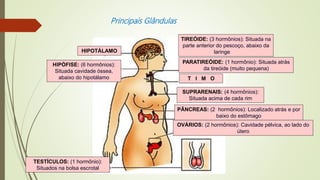 HIPÓFISE: (6 hormônios):
Situada cavidade óssea,
abaixo do hipotálamo
TIREÓIDE: (3 hormônios): Situada na
parte anterior do pescoço, abaixo da
laringe
TESTÍCULOS: (1 hormônio):
Situados na bolsa escrotal
PARATIREÓIDE: (1 hormônio): Situada atrás
da tireóide (muito pequena)
T I M O
PÂNCREAS: (2 hormônios): Localizado atrás e por
baixo do estômago
OVÁRIOS: (2 hormônios): Cavidade pélvica, ao lado do
útero
HIPOTÁLAMO
SUPRARENAIS: (4 hormônios):
Situada acima de cada rim
Principais Glândulas
 