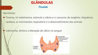 Hormônios:
 Tiroxina, tri-iodotiranina, estimula a oferta e o consumo de oxigênio, frequência
cardíaca, os movimentos respiratório e o desenvolvimento dos animais
 Calcitonina, diminui a liberação de cálcio no sangue
GLÂNDULAS
Tireóide
 