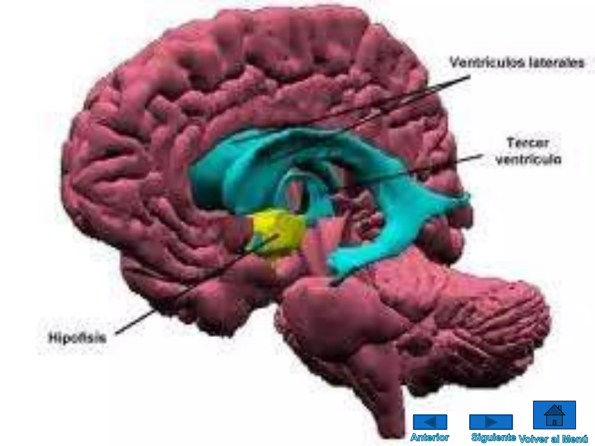 Sistema endócrino kevin inlago