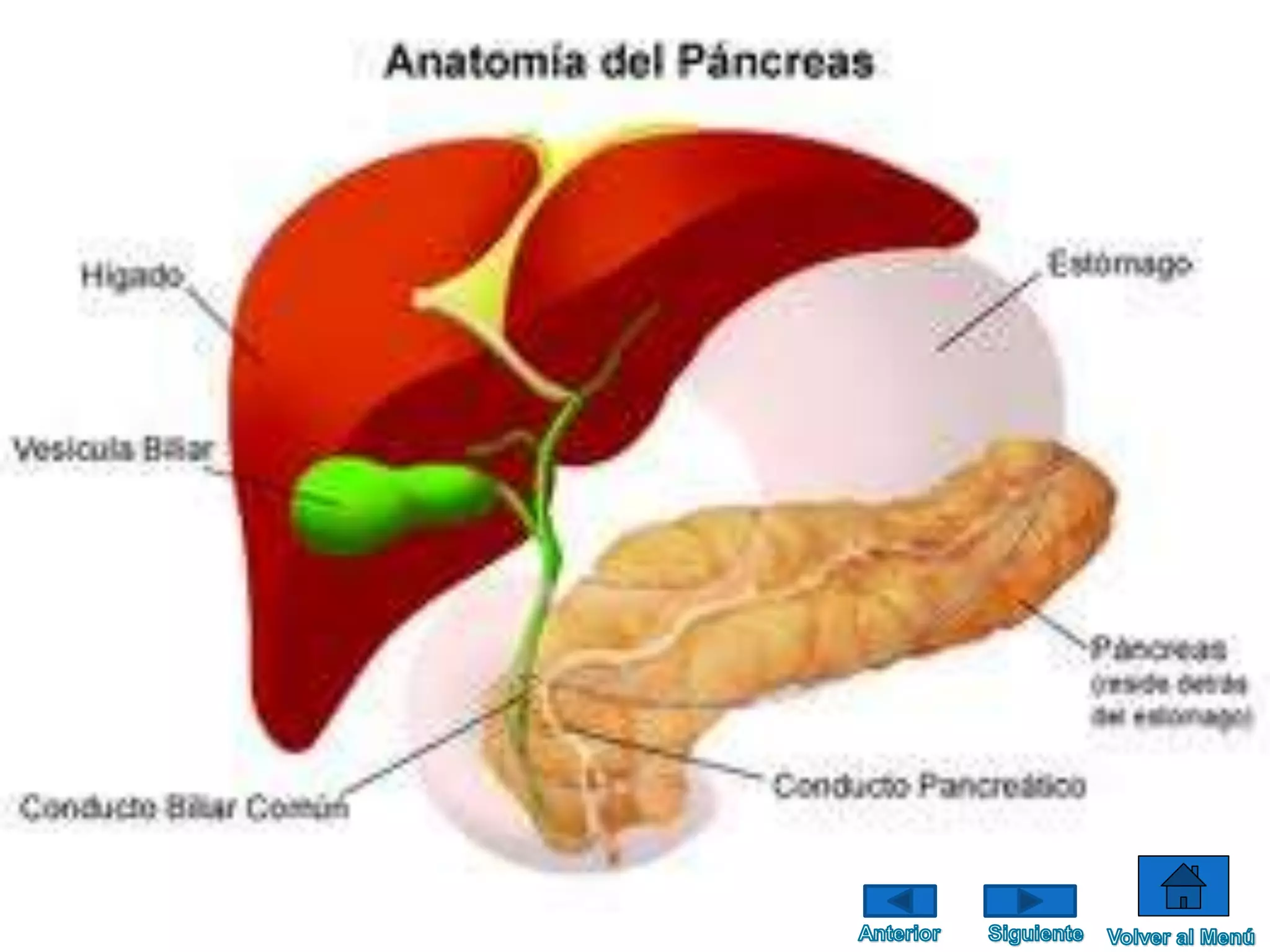 Sistema endócrino kevin inlago