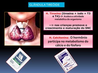 H. Tiroxina (tirosina + iodo = T3
e T4)-> Acelera a atividade
metabólica do organismo
--> nas crianças promove o
crescimento e maturação do SNC
H. Calcitonina: O hormônio
participa no metabolismo do
cálcio e do fósforo
GLÂNDULATIREÓIDE
 