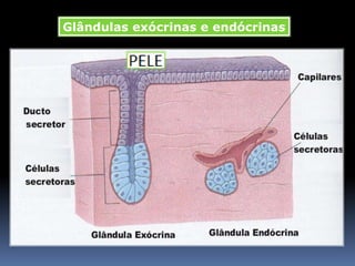 Glândulas exócrinas e endócrinas
 