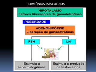 HORMÔNIOS MASCULINOS
 