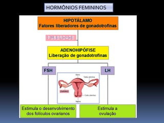 HORMÔNIOS FEMININOS
 