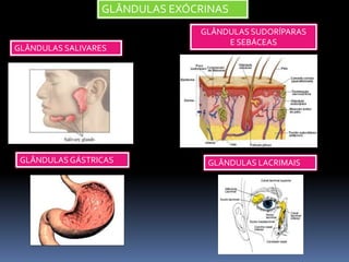GLÂNDULAS EXÓCRINAS
GLÂNDULAS SUDORÍPARAS
E SEBÁCEAS
GLÂNDULAS LACRIMAIS
GLÂNDULAS SALIVARES
GLÂNDULAS GÁSTRICAS
 