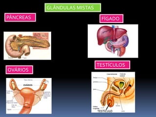 GLÂNDULAS MISTAS
PÂNCREAS FÍGADO
OVÁRIOS
TESTÍCULOS
 