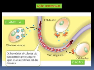 AÇÃO HORMONAL
ÓRGÃO
GLÂNDULA
 