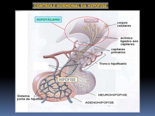 CONTROLE HORMONAL DA HIPÓFISE
HIPOTÁLAMO
 