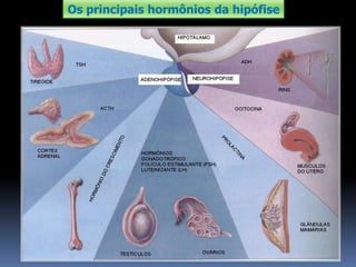 Os principais hormônios da hipófise
 