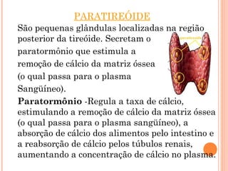 PARATIREÓIDE
São pequenas glândulas localizadas na região
posterior da tireóide. Secretam o
paratormônio que estimula a
remoção de cálcio da matriz óssea
(o qual passa para o plasma
Sangüíneo).
Paratormônio -Regula a taxa de cálcio,
estimulando a remoção de cálcio da matriz óssea
(o qual passa para o plasma sangüíneo), a
absorção de cálcio dos alimentos pelo intestino e
a reabsorção de cálcio pelos túbulos renais,
aumentando a concentração de cálcio no plasma.
 