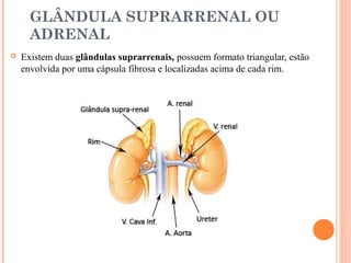 GLÂNDULA SUPRARRENAL OU
      ADRENAL
   Existem duas glândulas suprarrenais, possuem formato triangular, estão
    envolvida por uma cápsula fibrosa e localizadas acima de cada rim.
 