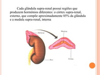 Cada glândula supra-renal possui regiões que
produzem hormônios diferentes: o córtex supra-renal,
externo, que compõe aproximadamente 85% da glândula
e a medula supra-renal, interna
 