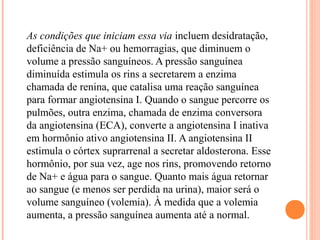 As condições que iniciam essa via incluem desidratação,
deficiência de Na+ ou hemorragias, que diminuem o
volume a pressão sanguíneos. A pressão sanguínea
diminuída estimula os rins a secretarem a enzima
chamada de renina, que catalisa uma reação sanguínea
para formar angiotensina I. Quando o sangue percorre os
pulmões, outra enzima, chamada de enzima conversora
da angiotensina (ECA), converte a angiotensina I inativa
em hormônio ativo angiotensina II. A angiotensina II
estimula o córtex suprarrenal a secretar aldosterona. Esse
hormônio, por sua vez, age nos rins, promovendo retorno
de Na+ e água para o sangue. Quanto mais água retornar
ao sangue (e menos ser perdida na urina), maior será o
volume sanguíneo (volemia). À medida que a volemia
aumenta, a pressão sanguínea aumenta até a normal.
 
