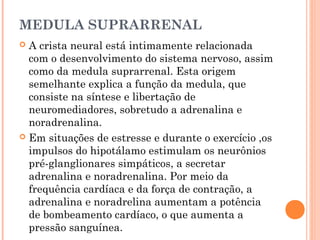 MEDULA SUPRARRENAL
 A crista neural está intimamente relacionada
  com o desenvolvimento do sistema nervoso, assim
  como da medula suprarrenal. Esta origem
  semelhante explica a função da medula, que
  consiste na síntese e libertação de
  neuromediadores, sobretudo a adrenalina e
  noradrenalina.
 Em situações de estresse e durante o exercício ,os
  impulsos do hipotálamo estimulam os neurônios
  pré-glanglionares simpáticos, a secretar
  adrenalina e noradrenalina. Por meio da
  frequência cardíaca e da força de contração, a
  adrenalina e noradrelina aumentam a potência
  de bombeamento cardíaco, o que aumenta a
  pressão sanguínea.
 
