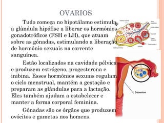 OVARIOS
     Tudo começa no hipotálamo estimula
a glândula hipófise a liberar os hormônios
gonadotróficos (FSH e LH), que atuam
sobre as gônadas, estimulando a liberação
de hormônio sexuais na corrente
sanguínea.
     Estão localizados na cavidade pélvica
e produzem estrógeno, progesterona e
inibina. Esses hormônios sexuais regulam
o ciclo menstrual, mantém a gestação e
preparam as glândulas para a lactação.
Eles também ajudam a estabelecer e
manter a forma corporal feminina.
     Gônadas são os órgãos que produzem
ovócitos e gametas nos homens.
 