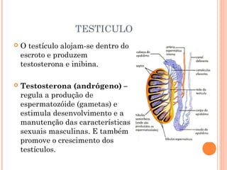 TESTICULO
   O testículo alojam-se dentro do
    escroto e produzem
    testosterona e inibina.

   Testosterona (andrógeno) –
    regula a produção de
    espermatozóide (gametas) e
    estimula desenvolvimento e a
    manutenção das características
    sexuais masculinas. E também
    promove o crescimento dos
    testículos.
 