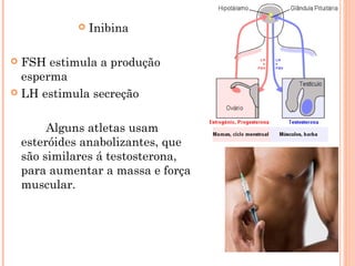    Inibina

 FSH estimula a produção
  esperma
 LH estimula secreção



         Alguns atletas usam
    esteróides anabolizantes, que
    são similares á testosterona,
    para aumentar a massa e força
    muscular.
 