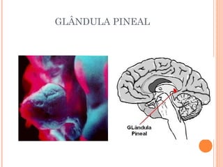 GLÂNDULA PINEAL
 