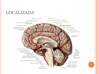 LOCALIZADA
 