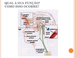 QUAL A SUA FUNÇÃO?
COMO ISSO OCORRE?
 