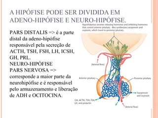 A HIPÓFISE PODE SER DIVIDIDA EM
ADENO-HIPÓFISE E NEURO-HIPÓFISE.
PARS DISTALIS => é a parte
distal da adeno-hipófise
responsável pela secreção de
ACTH, TSH, FSH, LH, ICSH,
GH, PRL.
NEURO-HIPÓFISE
PARS NERVOSA =>
corresponde a maior parte da
neurohipófise e é responsável
pelo armazenamento e liberação
de ADH e OCITOCINA.
 