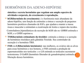 HORMÔNIOS DA ADENO-HIPÓFISE
  sintetiza e secreta hormônios que regulam um amplo espectro de
  atividades corporais, do crescimento à reprodução.
 hGH(hormônio do crescimento): é o horômonio mais abundante da
  adeno-hipófise, tem função de estimular a síntese e secreção de pequenos
  hormônios protéicos chamados de IGFs, que ajudam a manter a massa
  óssea e muscular e estimulam a cicatrização de lesões e reparo dos tecidos.
 Controladores hipotalâmicos da secreção do hGH são os: GHRH estimula o
  hGH, e o GHIH suprime-a.
 TSH(hormônio estimulante da tireóide): estimula a síntese e a secreção
  de hormônios tireóideos pela glândula Tireóide. Seu controlador de
  secreção é o hormônio TRH.
 FSH e o LH(hormônio luteiniznte): nas mulheres, os ovários são os alvos
  para essas hormônios e nos homens, o FSH estimula a produção de
  espermatozóides nos testículos e o LH estimula os testículos secretarem
  testosterona. O GnRH (hormônio liberador de gonadotropina) estimula a
  liberação desses hormônios.
 
