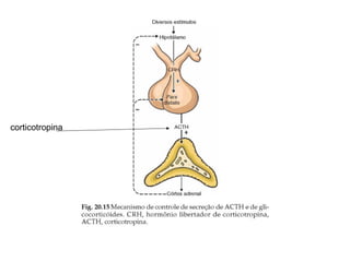 corticotropina
 