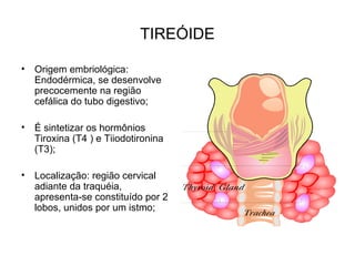 TIREÓIDE
• Origem embriológica:
Endodérmica, se desenvolve
precocemente na região
cefálica do tubo digestivo;
• É sintetizar os hormônios
Tiroxina (T4 ) e Tiiodotironina
(T3);
• Localização: região cervical
adiante da traquéia,
apresenta-se constituído por 2
lobos, unidos por um istmo;
 