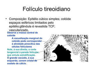 Folículo tireoidiano
• Composição: Epitélio cúbico simples; colóide
espaços esféricos limitados pelo
epitélio;glândula é revestida TCF;
vascularizado,
Observe a massa central de
coloide
A vacuolização marginal do
coloide pode corresponder
à atividade pinocítica das
células foliculares
Note, à sua direita, o corte
tangencial à parede folicular,
que simula estratificação.
O grande vacúolo, à sua
esquerda, conem cristal de
oxalato de cálcio.
 