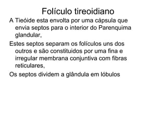 Folículo tireoidiano
A Tieóide esta envolta por uma cápsula que
envia septos para o interior do Parenquima
glandular,
Estes septos separam os folículos uns dos
outros e são constituidos por uma fina e
irregular membrana conjuntiva com fibras
reticulares,
Os septos dividem a glândula em lóbulos
 