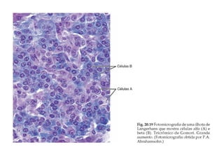 Sistema endócrino 2