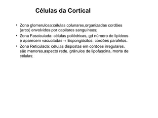 Células da Cortical
• Zona glomerulosa:células colunares,organizadas cordões
(arco) envolvidos por capilares sanguíneos;
• Zona Fasciculada: células poliédricas, gd número de lipídeos
e aparecem vacuoladas→ Espongiócitos, cordões paralelos.
• Zona Reticulada: células dispostas em cordões irregulares,
são menores,aspecto rede, grânulos de lipofuscina, morte de
células;
 