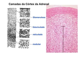 Glomerulosa
faisciculada
reticulada
medular
Camadas da Córtex da Adrenal
 