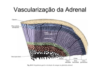 Vascularização da Adrenal
 