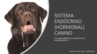SISTEMA
ENDÓCRINO
(HORMONAL)
CANINO
Principales glándulas y problemas de
pseudogestación
Bertha Iris Díaz Trejo. 23/02/2020
 