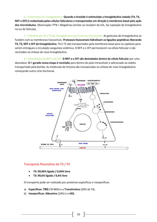 19
6 – Endocitose da Tireoglobulina: Quando a tireóide é estimulada a tireoglobulina iodada (T4, T3,
MIT e DIT) é endocitada pelas células foliculares e transportadas em direção à membrana basal pela ação
dos microtúbulos. Observação: PTN = Megalinas (similar ao receptor de LDL, faz captação de tireoglobulina
na luz do folículo).
7 – Hidrólise do T4 e T3 da Tireoglobulina por Enzimas Lisossomais: As gotículas de tireoglobulina se
fundem com as membranas lisossomais. Proteases lisossomais hidrolisam as ligações peptídicas liberando
T4, T3, MIT e DIT da tireoglobulina. T4 e T3 são transportados pela membrana basal para os capilares para
serem entregues a circulação sanguínea sistêmica. O MIT e o DIT permanecem na célula folicular e são
reciclados na síntese de nova tireoglobulina.
8 – Desiodação do MIT e do DIT: O MIT e o DIT são desiodados dentro da célula folicular por uma
desiodase. O I-
gerado nessa etapa é reciclado para dentro do polo intracelular e adicionado ao iodeto
transportado pela bomba. As moléculas de tirosina são incorporadas na síntese de nova tireoglobulina
começando outro ciclo hormonal.
Transporte Plasmático de T3 / T4
 T4: 99,96% ligado / 0,04% livre
 T3: 99,6% ligado / 0,4% livre
O transporte pode ser realizado por proteínas específicas e inespecíficas:
a) Específicas: TBG (70-80%) e a Transtiretina (20% de T4).
b) Inespecíficas: Albumina (10%) e o HDL.
 