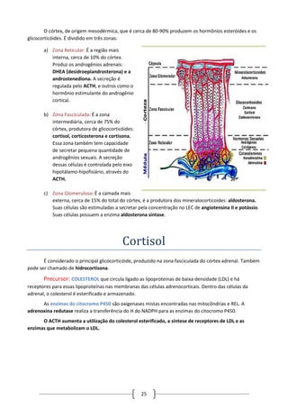 25
O córtex, de origem mesodérmica, que é cerca de 80-90% produzem os hormônios esteróides e os
glicocorticóides. É dividido em três zonas:
a) Zona Reticular: É a região mais
interna, cerca de 10% do córtex.
Produz os androgênios adrenais:
DHEA (desidroepiandrosterona) e a
androstenediona. A secreção é
regulada pelo ACTH, e outros como o
hormônio estimulante do androgênio
cortical.
b) Zona Fasciculada: É a zona
intermediária, cerca de 75% do
córtex, produtora de glicocorticóides:
cortisol, corticosterona e cortisona.
Essa zona também tem capacidade
de secretar pequena quantidade de
androgênios sexuais. A secreção
dessas células é controlada pelo eixo
hipotálamo-hipofisiário, através do
ACTH.
c) Zona Glomerulosa: É a camada mais
externa, cerca de 15% do total do córtex, é a produtora dos mineralocorticoides: aldosterona.
Suas células são estimuladas a secretar pela concentração no LEC de angiotensina II e potássio.
Suas células possuem a enzima aldosterona sintase.
Cortisol
É considerado o principal glicocorticóide, produzido na zona fasciculada do córtex adrenal. Também
pode ser chamado de hidrocortisona.
Precursor: COLESTEROL que circula ligado as lipoproteínas de baixa densidade (LDL) e há
receptores para essas lipoproteínas nas membranas das células adrenocorticais. Dentro das células da
adrenal, o colesterol é esterificado e armazenado.
As enzimas do citocromo P450 são oxigenases mistas encontradas nas mitocôndrias e REL. A
adrenoxina redutase realiza a transferência do H do NADPH para as enzimas do citocromo P450.
O ACTH aumenta a utilização do colesterol esterificado, a síntese de receptores de LDL e as
enzimas que metabolizam o LDL.
 
