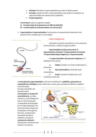 35
 Nutrição: Nutrindo os espermatozóides que estão se diferenciando.
 Secreção: Líquido com KCl, inositol, glutamato, que ajudam a transportar os
espermatozóides dos túbulos para o epidídimo.
 Função Fagocítica.
A aromatase realiza as seguintes reações:
a) Transformação da testosterona em 18β estradiol (E2)
b) Transformação da androstenediona em estrona (E1)
 Espermatócitos e Espermatozóides: Encontrados no compartimento adluminal, mais
próximo do LIC, voltado para a luz do túbulo.
Espermatogênese
Realizada nos túbulos seminíferos, é um mecanismo
termossensível, e é dada na seguinte ordem:
Espermatogônias (célula precursora) 
Espermatócitos I (meiose)  Espermatócitos II (meiose)
 Espermátide (Espermiogênese)  Espermatozóide
Os espermatozóides não possuem citoplasma. E é
dividido em três partes:
a) Cabeça: Contem um núcleo condensado e o
acrossoma.
b) Peça Intermediária: Contendo várias
mitocôndrias.
c) Cauda: Axonema recoberto por uma
membrana muito fina.
A maturação dos espermatozóides se dá entre 18-24horas no epidídimo, ganhando sua
capacidade de motilidade, porém ainda não se move, pois as proteínas inibitórias impedem
essa locomoção.
Os espermatozóides são
posteriormente
armazenados na ampola do
canal deferente, e ali eles
mantêm a sua fertilidade por
até um mês armazenado.
A capacidade de fertilização
de um espermatozóide é em
torno de 4-6horas depois da
introdução no trato genital
feminino, acontecendo a
eliminação de fatores
inibitórios, através de
vesículas de colesterol
(adicionado a membrana que
recobre o acrossoma,
 