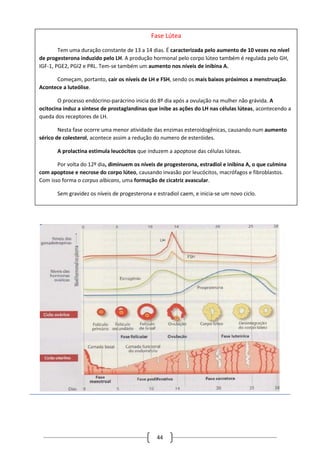 44
Fase Lútea
Tem uma duração constante de 13 a 14 dias. É caracterizada pelo aumento de 10 vezes no nível
de progesterona induzido pelo LH. A produção hormonal pelo corpo lúteo também é regulada pelo GH,
IGF-1, PGE2, PGI2 e PRL. Tem-se também um aumento nos níveis de inibina A.
Começam, portanto, cair os níveis de LH e FSH, sendo os mais baixos próximos a menstruação.
Acontece a luteólise.
O processo endócrino-parácrino inicia do 8º dia após a ovulação na mulher não grávida. A
ocitocina induz a síntese de prostaglandinas que inibe as ações do LH nas células lúteas, acontecendo a
queda dos receptores de LH.
Nesta fase ocorre uma menor atividade das enzimas esteroidogênicas, causando num aumento
sérico de colesterol, acontece assim a redução do numero de esteróides.
A prolactina estimula leucócitos que induzem a apoptose das células lúteas.
Por volta do 12º dia, diminuem os níveis de progesterona, estradiol e inibina A, o que culmina
com apoptose e necrose do corpo lúteo, causando invasão por leucócitos, macrófagos e fibroblastos.
Com isso forma o corpus albicans, uma formação de cicatriz avascular.
Sem gravidez os níveis de progesterona e estradiol caem, e inicia-se um novo ciclo.
 