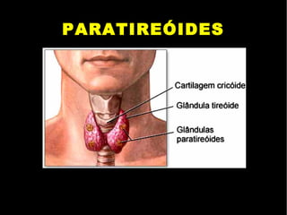 PARATIREÓIDES
 