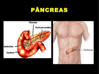 PÂNCREAS
 