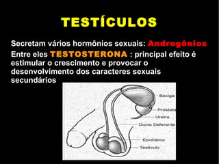 TESTÍCULOS
Secretam vários hormônios sexuais: Androgênios
Entre eles TESTOSTERONA : principal efeito é
estimular o crescimento e provocar o
desenvolvimento dos caracteres sexuais
secundários
 