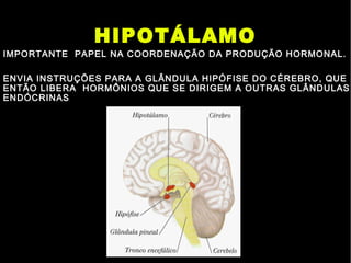 HIPOTÁLAMO
IMPORTANTE PAPEL NA COORDENAÇÃO DA PRODUÇÃO HORMONAL.
ENVIA INSTRUÇÕES PARA A GLÂNDULA HIPÓFISE DO CÉREBRO, QUE
ENTÃO LIBERA HORMÔNIOS QUE SE DIRIGEM A OUTRAS GLÂNDULAS
ENDÓCRINAS
 