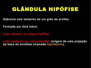 GLÂNDULA HIPÓFISE
Glândula com tamanho de um grão de ervilha.
Formada por dois lobos:
Lobo anterior ou adeno-hipófise
Lobo posterior ou neuro-hipófise (origem de uma projeção
da base do encéfalo chamada hipotálamo).
 
