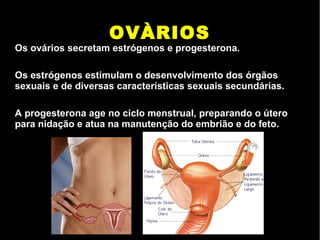 OVÀRIOS
Os ovários secretam estrógenos e progesterona.
Os estrógenos estimulam o desenvolvimento dos órgãos
sexuais e de diversas características sexuais secundárias.
A progesterona age no ciclo menstrual, preparando o útero
para nidação e atua na manutenção do embrião e do feto.
 