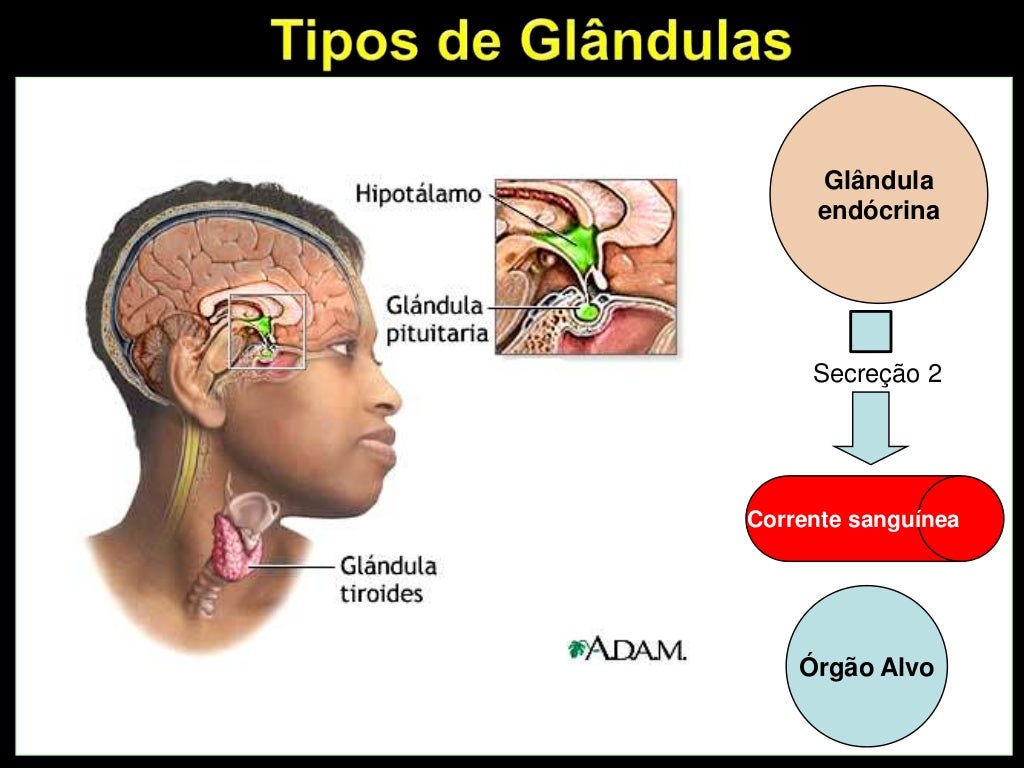 Glandula Sebacea Faz Parte Do Sistema Endocrino