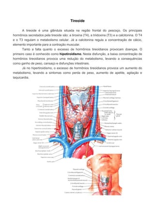 Tireoide
A tireoide é uma glândula situada na região frontal do pescoço. Os principais
hormônios secretados pela tireoide são: a tiroxina (T4), a triidoxina (T3) e a calcitonina. O T4
e o T3 regulam o metabolismo celular. Já a calcitonina regula a concentração de cálcio,
elemento importante para a contração muscular.
Tanto a falta quanto o excesso de hormônios tireoidianos provocam doenças. O
primeiro caso é conhecido como hipotiroidismo. Nesta disfunção, a baixa concentração de
hormônios tireoidianos provoca uma redução do metabolismo, levando a consequências
como ganho de peso, cansaço e disfunções intestinais.
Já no hipertiroidismo, o excesso de hormônios tireoidianos provoca um aumento do
metabolismo, levando a sintomas como perda de peso, aumento de apetite, agitação e
taquicardia.

 