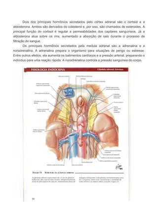 Dois dos principais hormônios secretados pelo córtex adrenal são o cortisol e a
aldosterona. Ambos são derivados do colesterol e, por isso, são chamados de esteroides. A
principal função do cortisol é regular a permeabilidades dos capilares sanguíneos. Já a
aldosterona atua sobre os rins, aumentado a absorção de sais durante o processo de
filtração do sangue.
Os principais hormônios secretados pela medula adrenal são a adrenalina e a
noradrenalina. A adrenalina prepara o organismo para situações de perigo ou estresse.
Entre outros efeitos, ela aumenta os batimentos cardíacos e a pressão arterial, preparando o
indivíduo para uma reação rápida. A noradrenalina controla a pressão sanguínea do corpo.

 