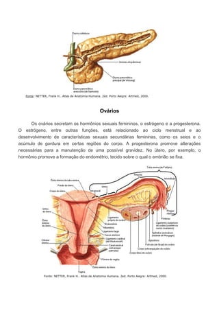Fonte: NETTER, Frank H.. Atlas de Anatomia Humana. 2ed. Porto Alegre: Artmed, 2000.

Ovários
Os ovários secretam os hormônios sexuais femininos, o estrógeno e a progesterona.
O estrógeno, entre outras funções, está relacionado ao ciclo menstrual e ao
desenvolvimento de características sexuais secundárias femininas, como os seios e o
acúmulo de gordura em certas regiões do corpo. A progesterona promove alterações
necessárias para a manutenção de uma possível gravidez. No útero, por exemplo, o
hormônio promove a formação do endométrio, tecido sobre o qual o embrião se fixa.

Fonte: NETTER, Frank H.. Atlas de Anatomia Humana. 2ed. Porto Alegre: Artmed, 2000.

 
